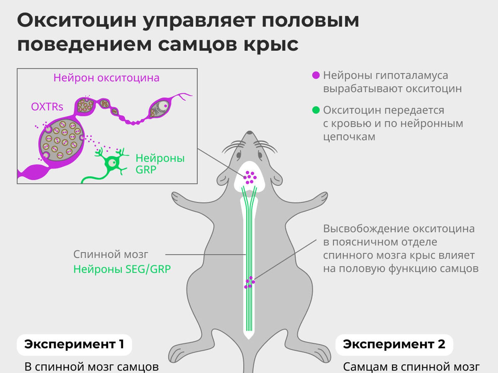 Ученые раскрыли тайны мужской сексуальности благодаря гормону любви - РИА  Новости, 09.01.2021