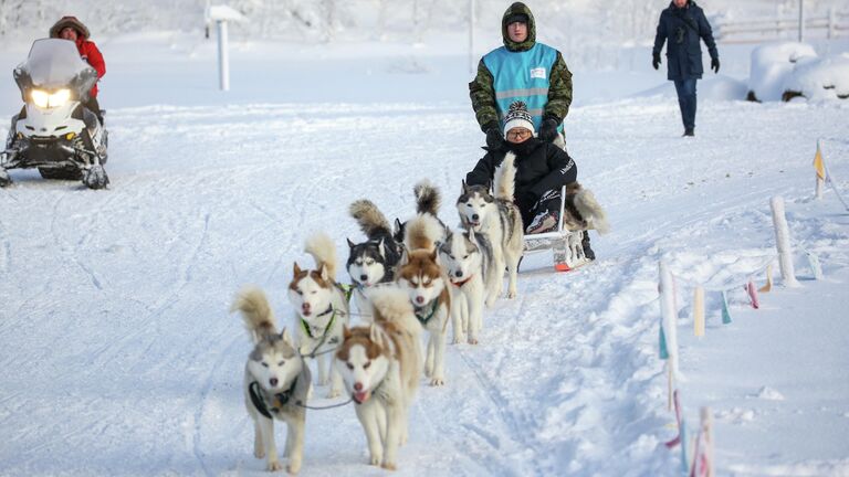 Катание на собачьих упряжках в туристическом парке Северное сияние в Мурманской области