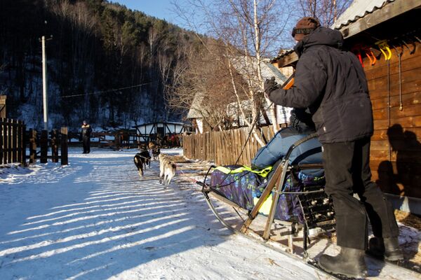Катание на собачьей упряжке в поселке Листвянка на берегу озера Байкал в Иркутской области