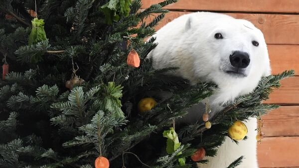 Белая медведица получила новогодний подарок