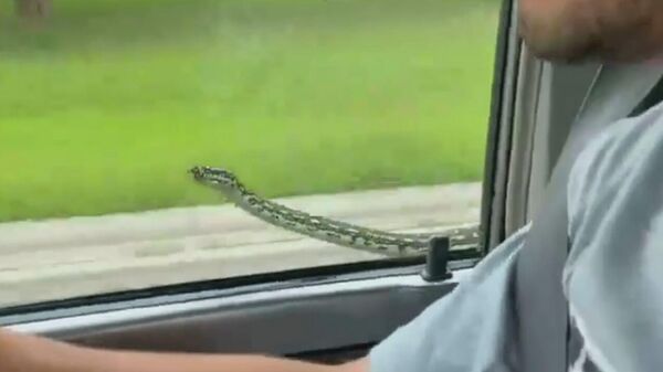 Скриншот видео, на котором змея пытается попасть в салон автомобиля