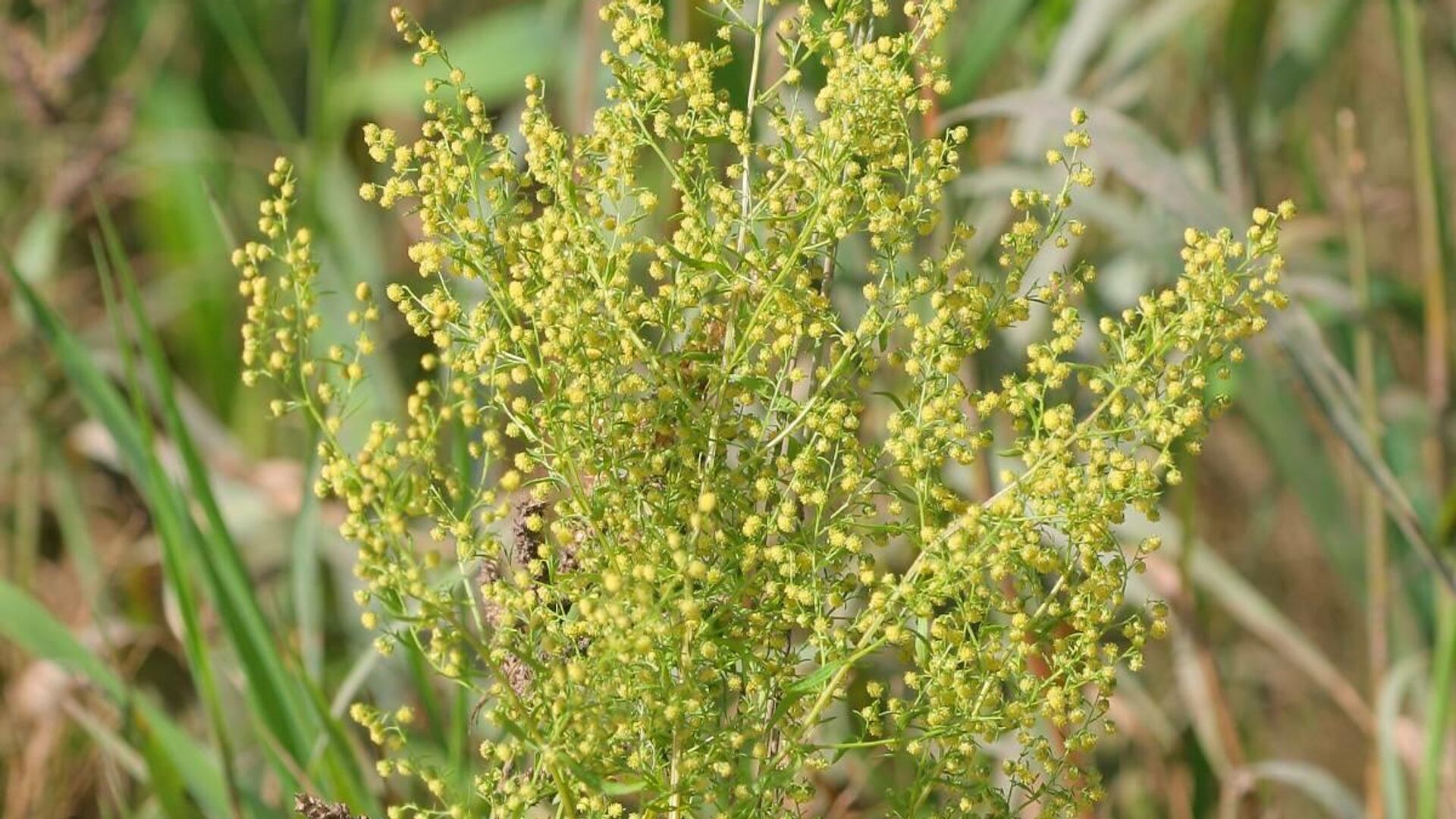 Полынь однолетняя Artemisia annua - РИА Новости, 1920, 20.07.2021