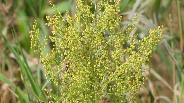 Полынь однолетняя Artemisia annua