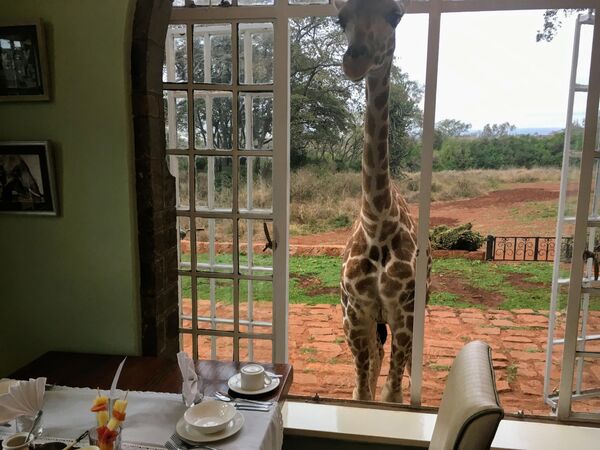 Отель Giraffe Manor