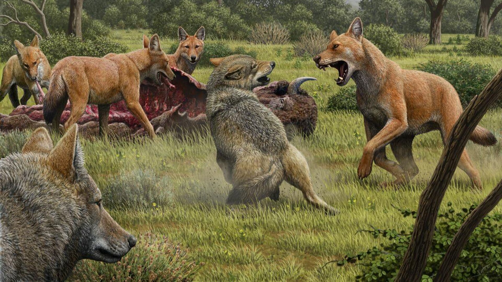 Так в представлении художника выглядели ужасные волки, отгоняющие серых волков от туши бизона - РИА Новости, 1920, 13.01.2021