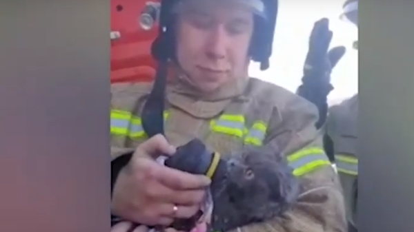 В Татарстане пожарные спасли и реанимировали кота