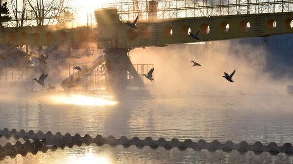 Дикие утки спасаются от морозов на очистных сооружениях в Петербурге