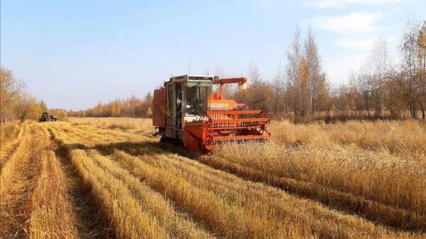 Сбор зерна в Вилюйском районе Республики Саха (Якутия)