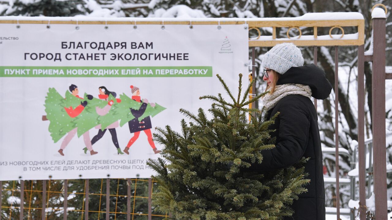 В труху ее! Как новогодние елки получают вторую жизнь - Недвижимость РИА  Новости, 15.01.2021