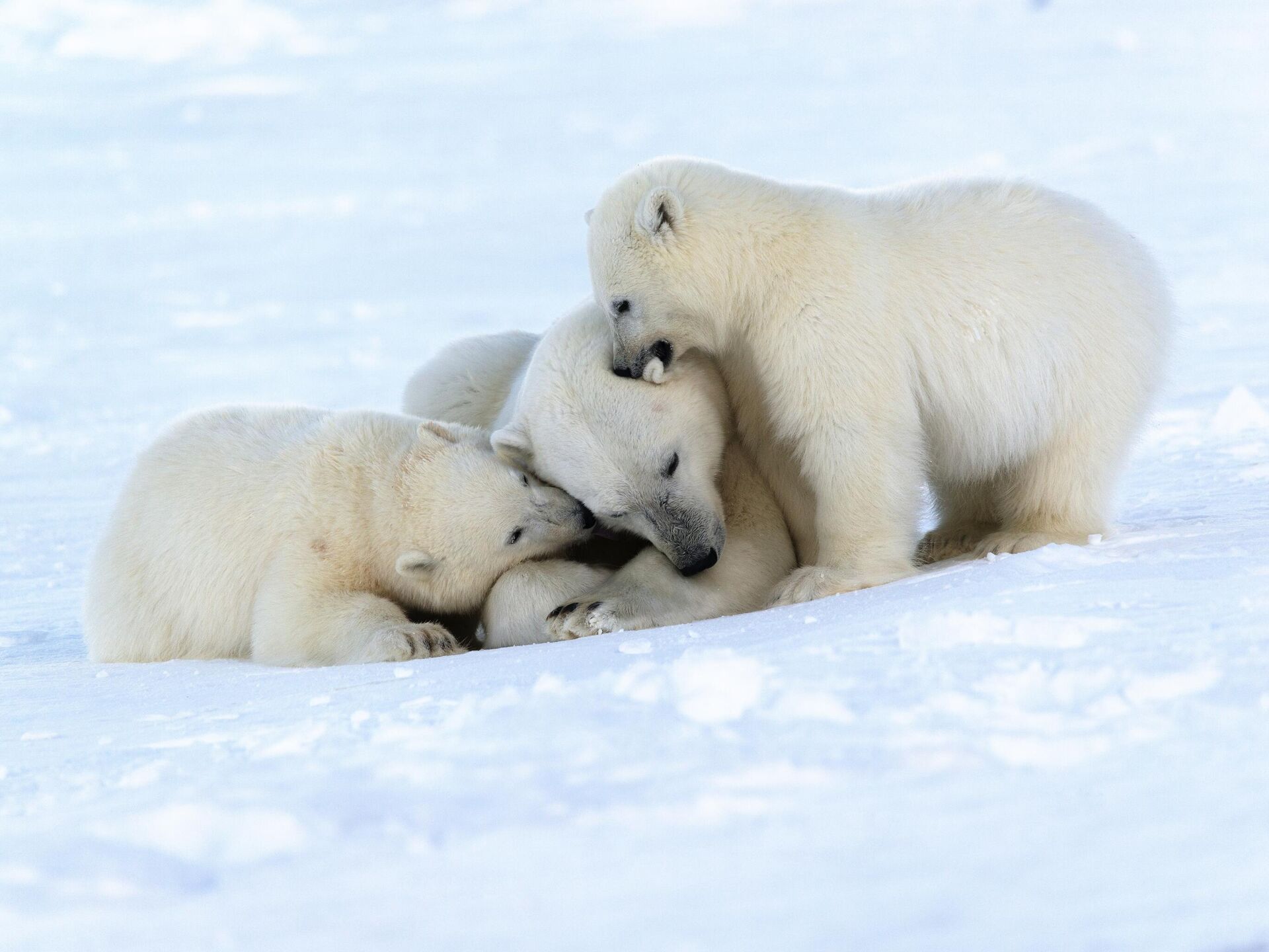 Арктика жизнь белого медведя. Белый медведь на Чукотке. Белые медведи в Арктике. Остров Врангеля белые медведи. Белый медведь арктических пустынь.