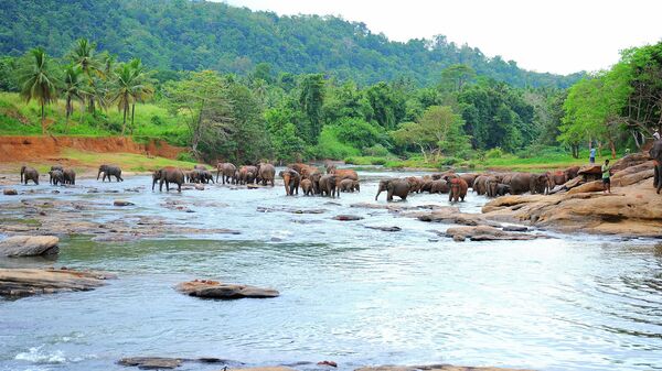 Слоны на острове Шри-Ланка