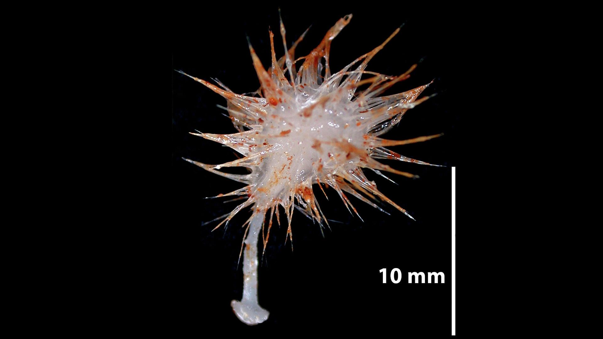 Lycopodina hystrix - РИА Новости, 1920, 19.01.2021