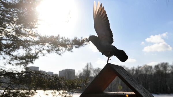 Голубь на кормушке для птиц в парке Дружбы в Москве