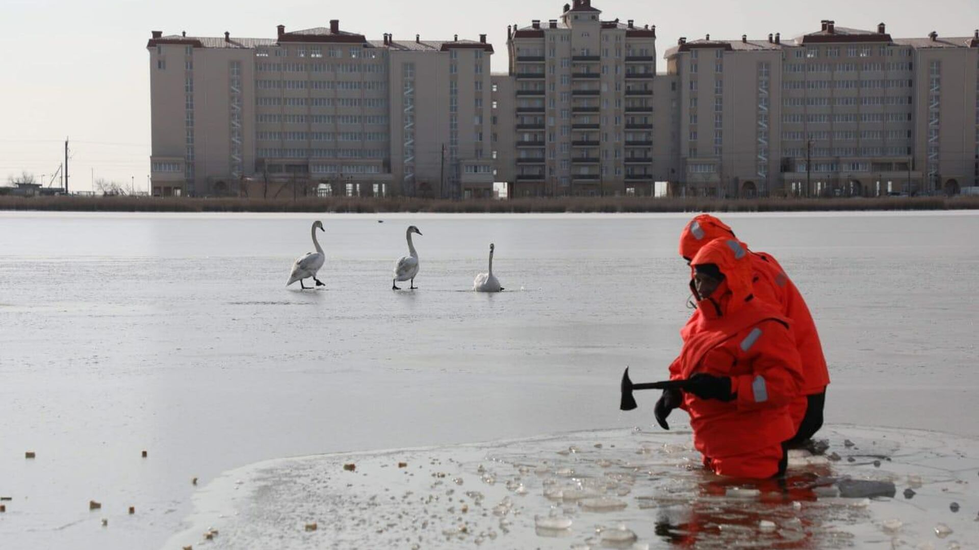 На озере Сасык-Сиваш спасены лебеди, попавшие в ледяной плен - РИА Новости, 1920, 19.01.2021