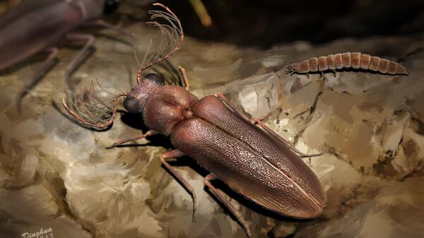 Художественная реконструкция самца и самки светящегося жука Cretophengodes azari 