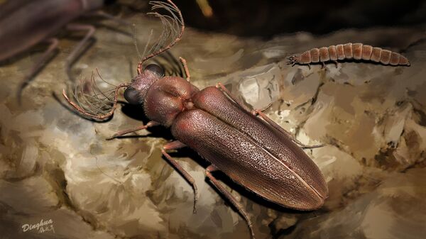 Художественная реконструкция самца и самки светящегося жука Cretophengodes azari 