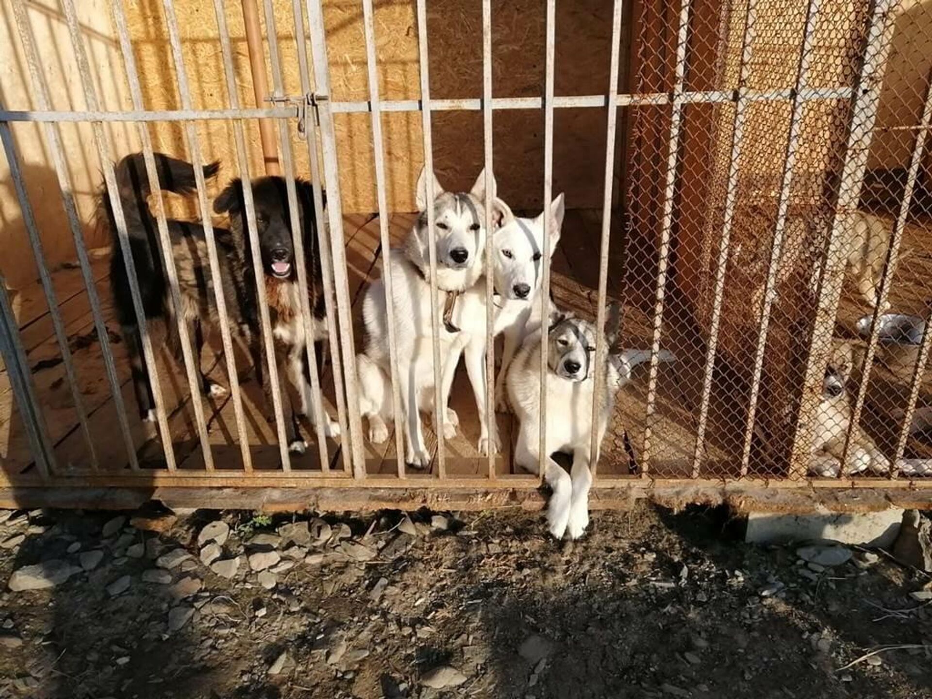 Собаки в приюте для животных на Чукотке - РИА Новости, 1920, 21.01.2021