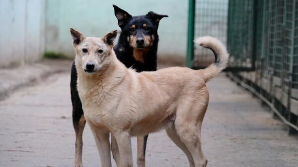 Собаки гуляют на территории приюта для бездомных животных 