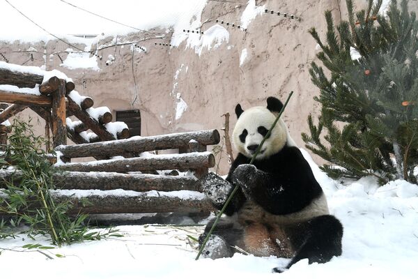 Большая панда в вольере Московского зоопарка