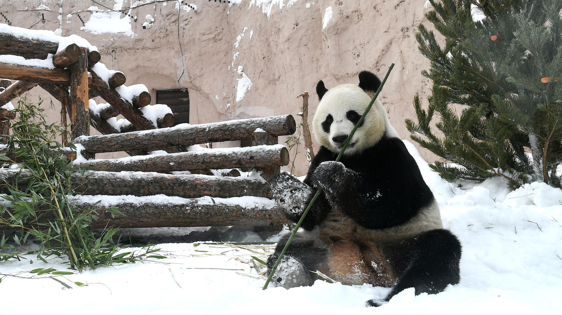 Где панды в московском зоопарке. Панда жуи в Московском зоопарке. Панды в Московском зоопарке зимой. Московский зоопарк .панды зима. Панда в зоопарке.
