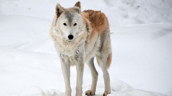 Полярный волк в вольере Московского зоопарка
