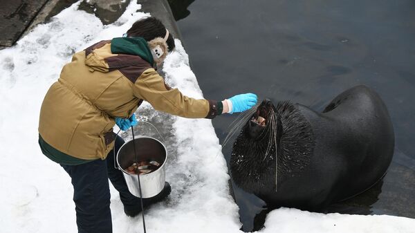 Сотрудник кормит морского льва в вольере Московского зоопарка