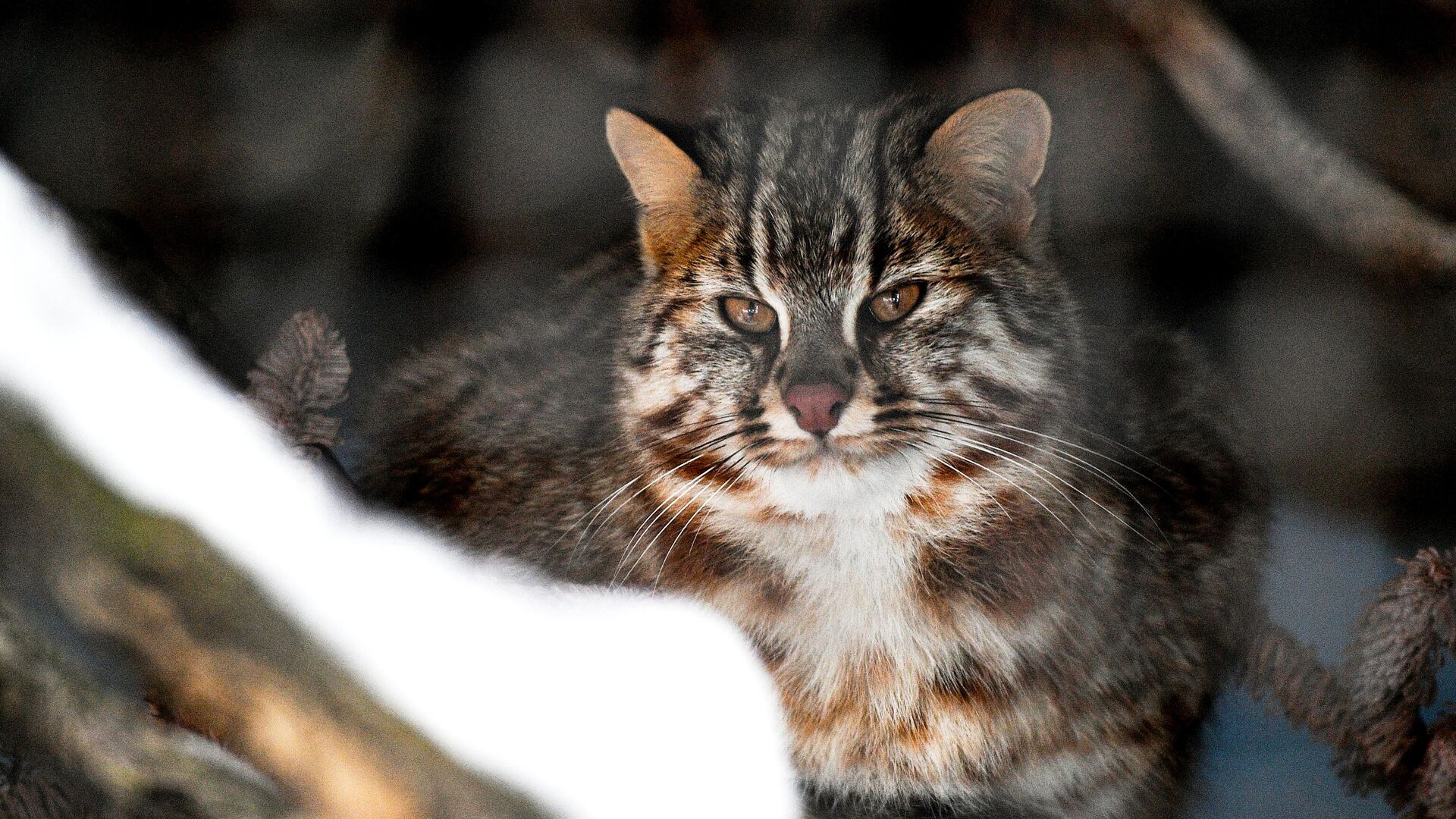 Охота краснокнижного лесного кота в Приморье попала на видео - РИА Новости,  08.12.2023