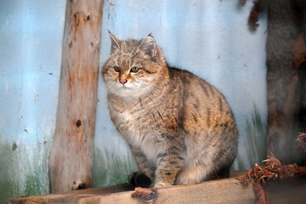 Степной кот в вольере Московского зоопарка