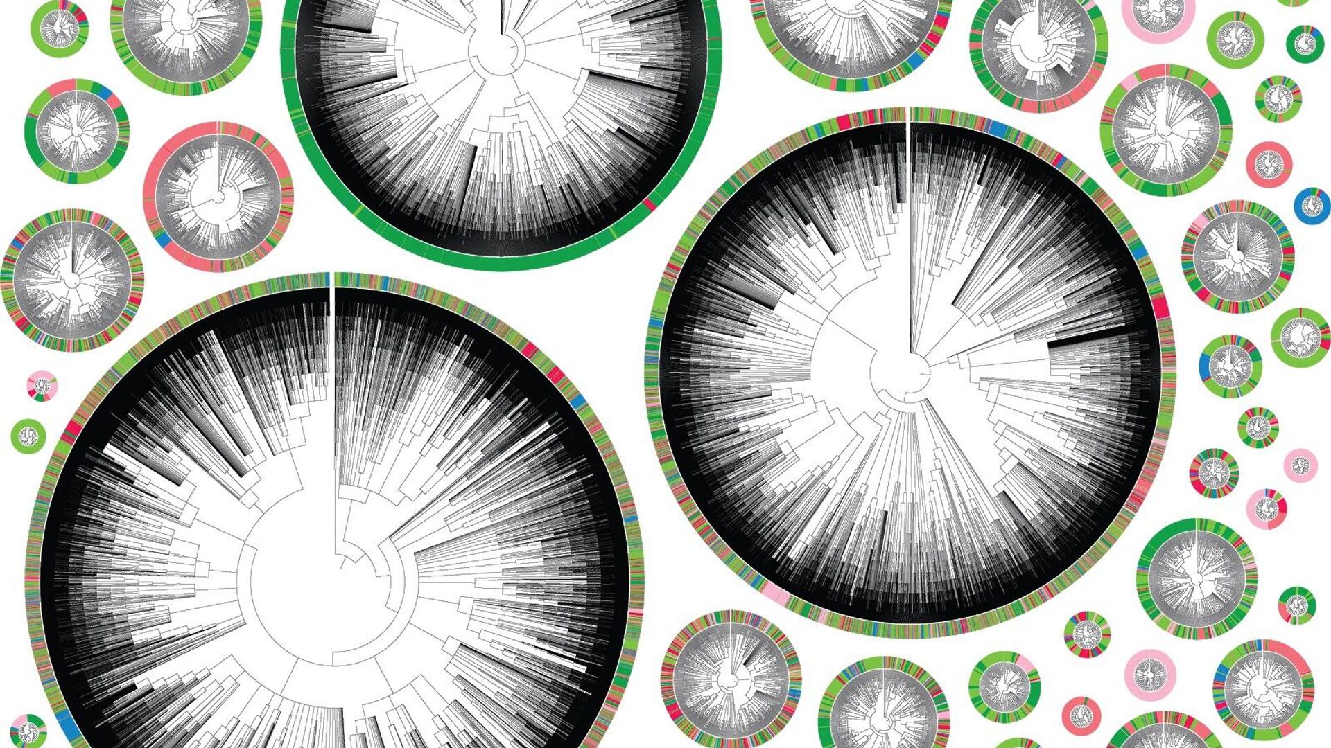 Филогенетические деревья, начинающиеся с отдельной раковой клетки. Цвет обозначает орган или место в теле - многоцветные круги соответствуют высокометастатическим фенотипам - РИА Новости, 1920, 21.01.2021