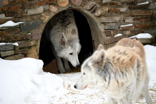 Полярный волк  в вольере Московского зоопарка