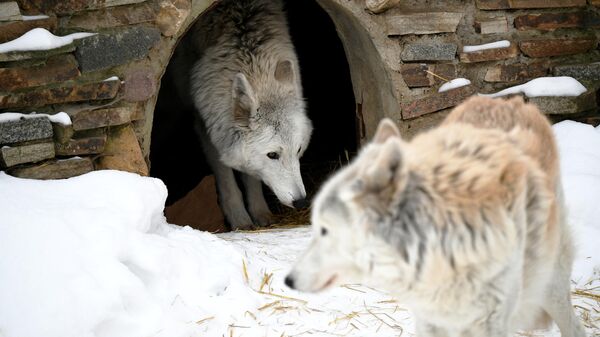 Полярный волк  в вольере Московского зоопарка