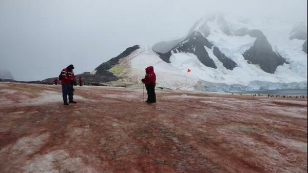 Цветение красных и зеленых снежных водорослей в Антарктиде