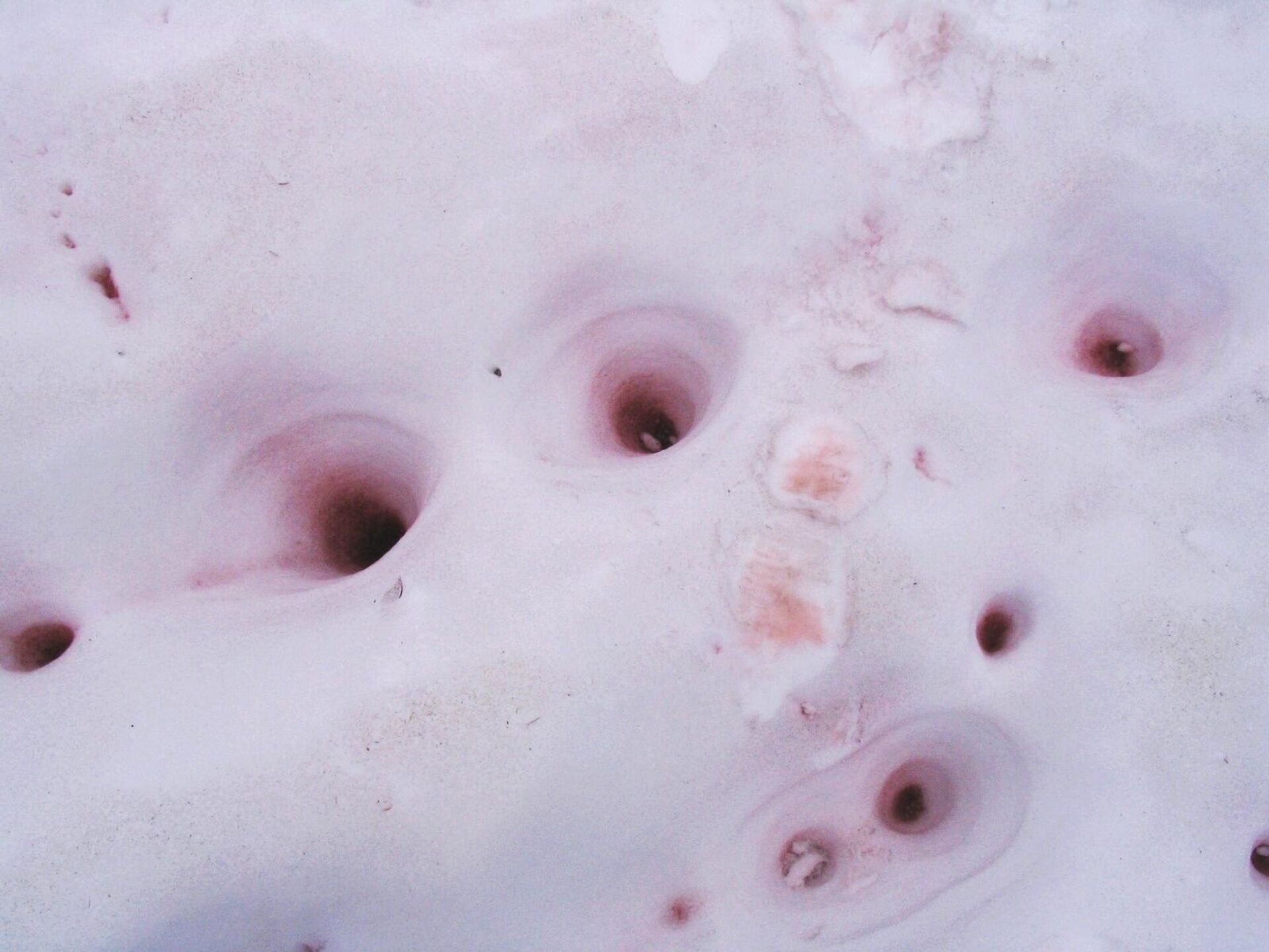 Криоконитовые дыры — места активного таяния льда и снега вокруг скоплений водорослей - РИА Новости, 1920, 25.01.2021