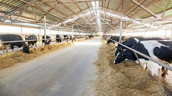 В КЧР на полную мощность вышел инвестпроект по выращиванию фуражных коров