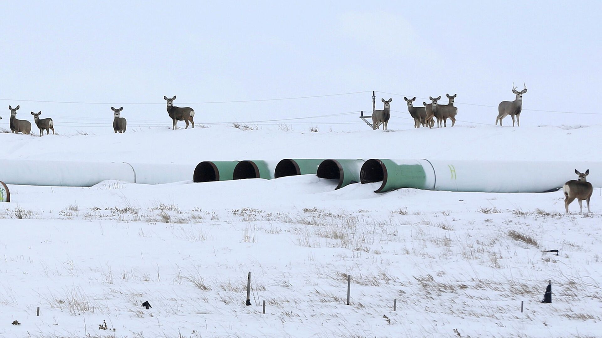 Трубы для нефтепровода Keystone XL в Гаскойне, Северная Дакота - РИА Новости, 1920, 26.01.2021