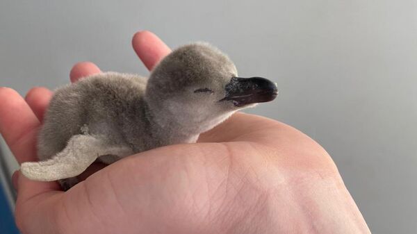 В Приморском океанариуме у шести пар пингвинов Гумбольдта появились птенцы