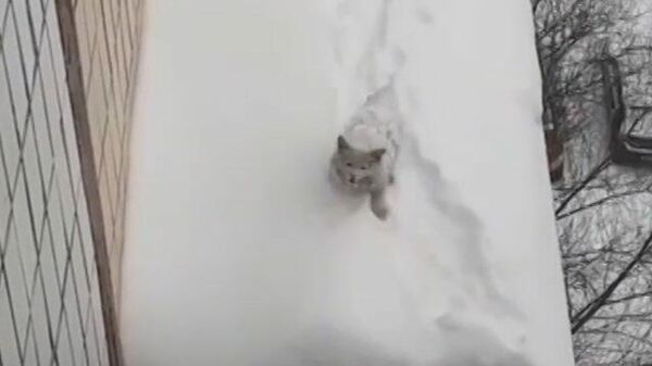 Спасение из снежной тюрьмы: котенок два дня провел на крыше многоэтажки
