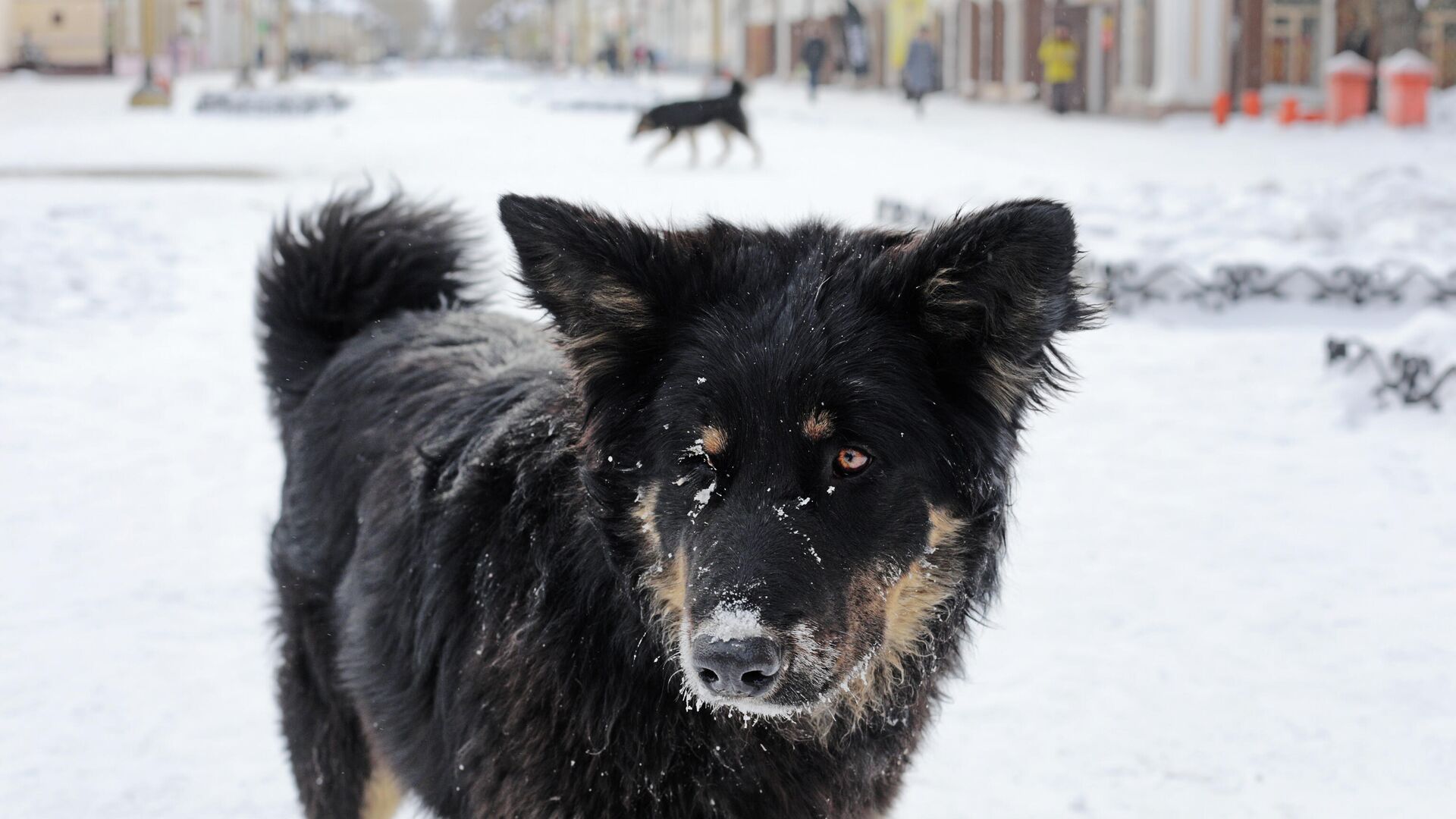 Собака на одной из улиц в центре Улан-Удэ - РИА Новости, 1920, 20.02.2021