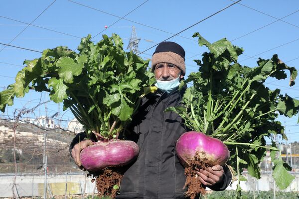 Палестинский фермер с урожаем гигантских реп в поселении Кирьят-Арба 