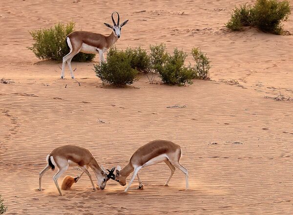 Песчаные газели в Абу-Даби 