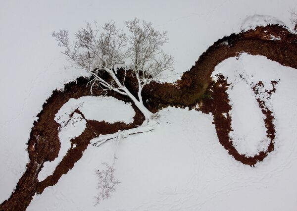 Дерево после сильного снегопада в Германии