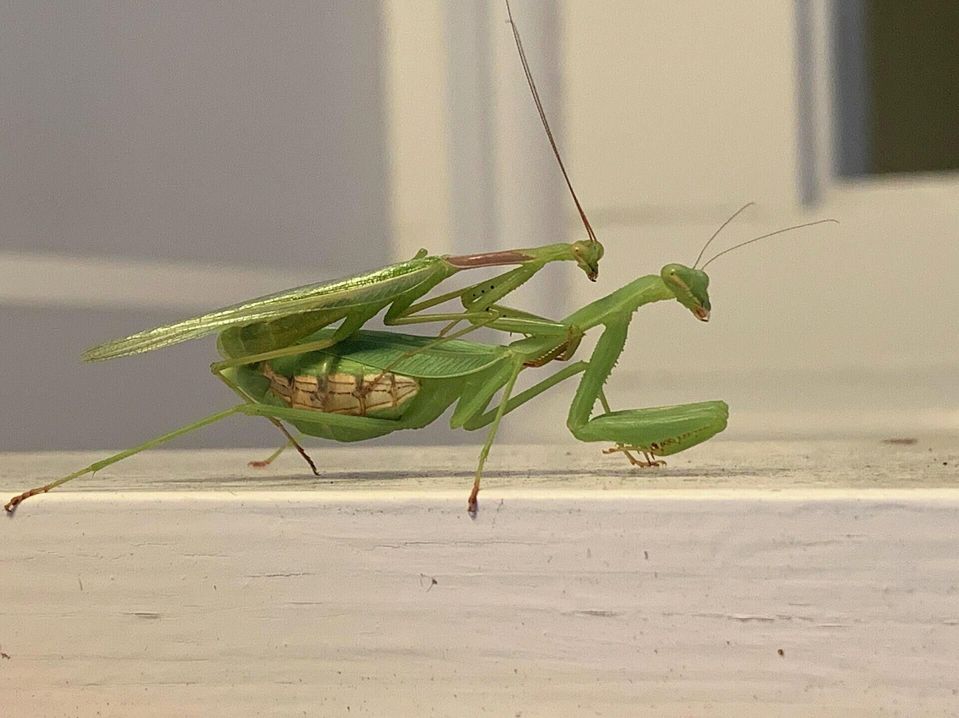 Самка и самец богомола Miomantis caffra - РИА Новости, 1920, 29.01.2021