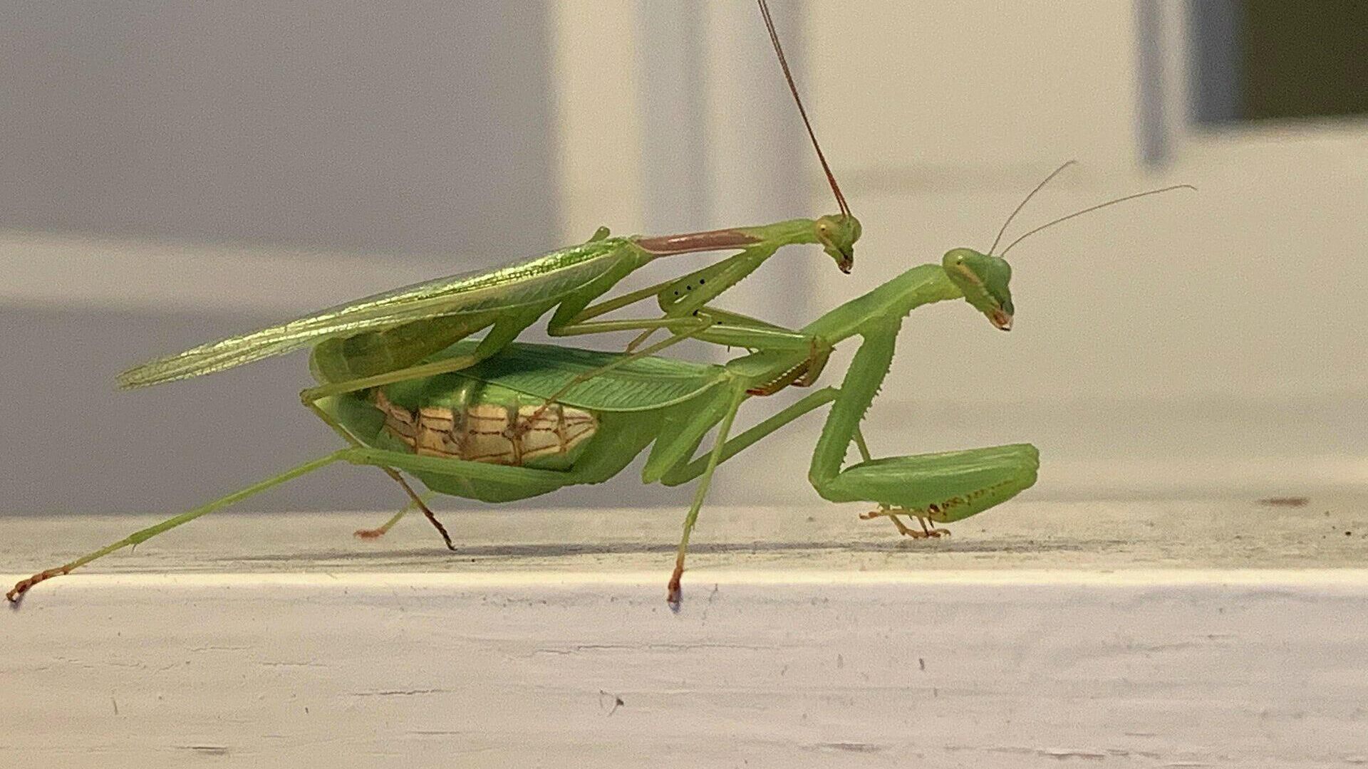 Самка и самец богомола Miomantis caffra - РИА Новости, 1920, 05.07.2024