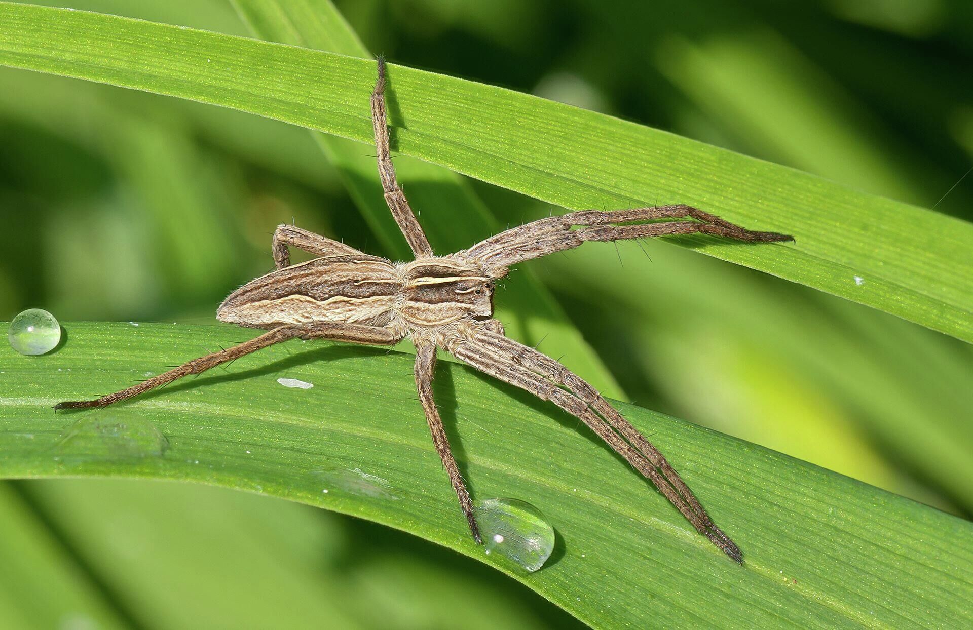 Pisaura mirabilis - РИА Новости, 1920, 29.01.2021