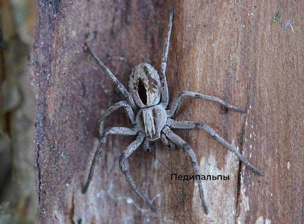 Thanatus formicinus, близкий родственник Thanatus fabricii, чье брачное поведение исследовали зоологи - РИА Новости, 1920, 29.01.2021