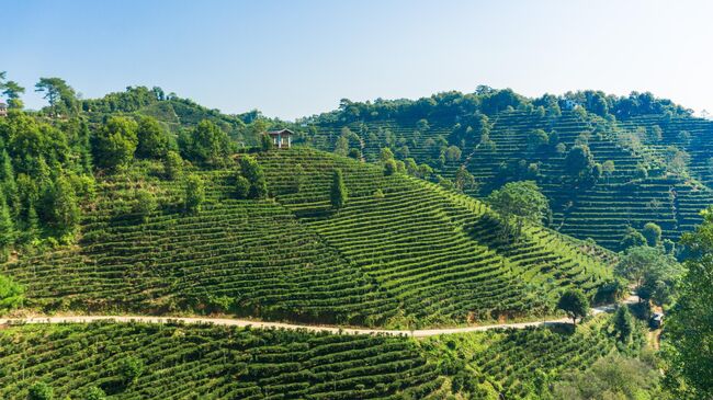 Чайная плантация в Китае