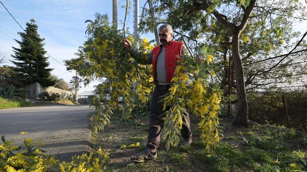 Местные жители собирают ветви мимозы для последующей продажи в Сочи
