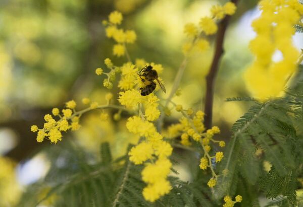 Пчела у ветки цветущего дерева мимозы в Сочи