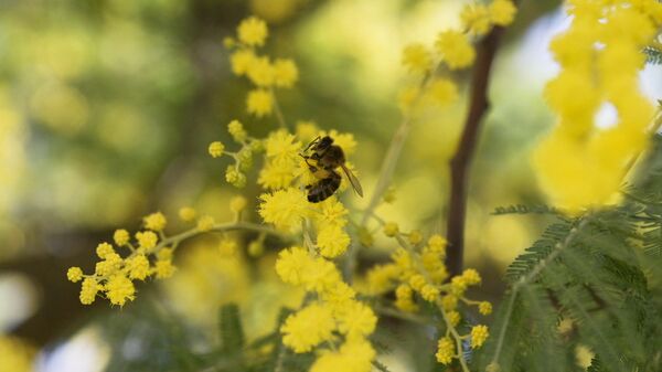Пчела у ветки цветущего дерева мимозы в Сочи
