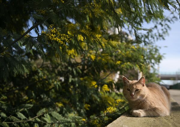 Уличная кошка под цветущим деревом мимозы в Сочи